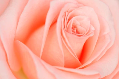 Beautiful Light Pink Rose Wallpapers   1920x1200   565464