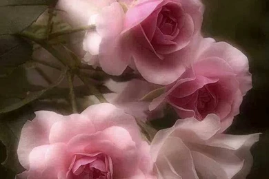 Rose Day 7th February   Image Wallpapers