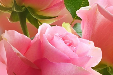 Flower Android Wallpapers Light Pink Roses