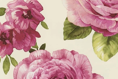 Pink Gn80010 Rose Bloom Vine Wallpapers By Seabrook