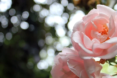 Light Pink Roses Bokeh HD Desktop Wallpapers : High Definition ...