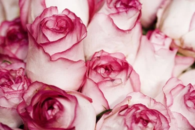 Gorgeous Roses: The Meaning Of Rose Colors [35 PICS]