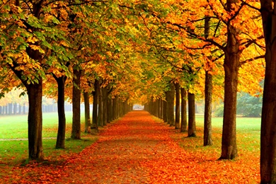 Fall Wallpapers 5f6   HD Wallpapers