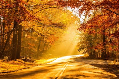 Fall Wallpapers 151   HD Wallpapers