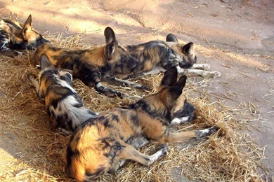 Triskelion By MensjeDeZeemeermin On DeviantArt