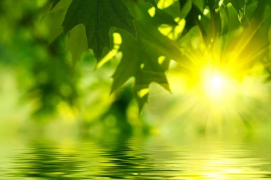 Nature Red Leaves 1920x1200 > Full HD Backgrounds