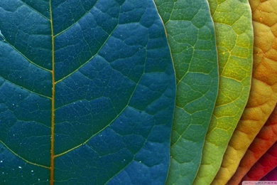Colorful Leaves HD Desktop Wallpapers : High Definition ...