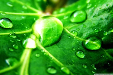 Drops On Leaves HD Desktop Wallpapers : Widescreen : High ...