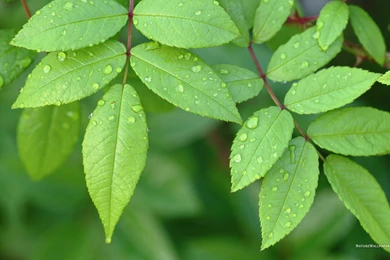 1920x1200 Wallpapers Little Green Leaves Wallpaper Backgrounds