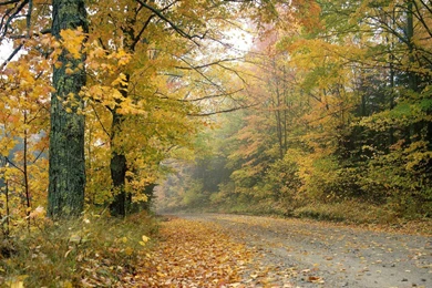 Falling Of Leaves Wallpapers