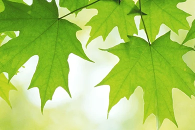 Beautiful Disney Wallpapers Search Results   Page 668. EskiPaper ...