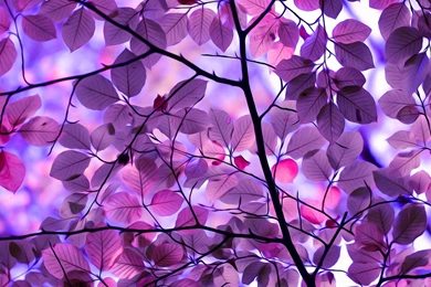Purple Leaves Wallpapers
