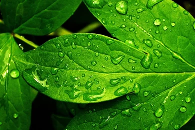 Green Leaves Wallpapers