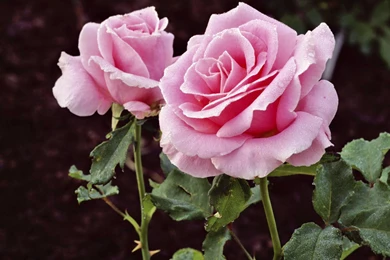 Pink Rose Bud And Rose Flower Wallpapers Of Beautiful Flowers