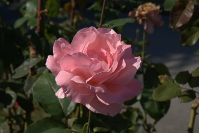 Roses Flower, Roses Photos, Roses Wallpapers For Your Desktop Red ...