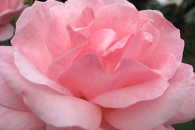 Pink Rose Flower Images Download