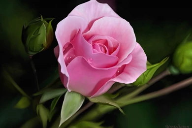 Wallpapers Of Pink Rose 2782   HDWPro