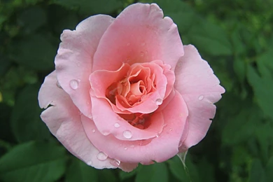 Pink Roses Widescreen Wallpapers 1920x1200px