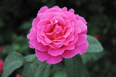 Colorful Rose Flower HD Wallpapers