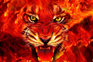 HD Cool Fire Tiger 1080p Wallpapers Full Size   HiReWallpapers 10745