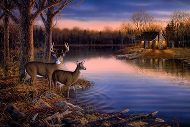 High Resolution Deer Wallpapers Full Size   SiWallpaperHD 19634