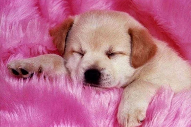 25 Eye Catching Pink Wallpapers