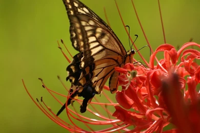 Eye Catching Birds HD Wallpapers   Wallpapers Mela