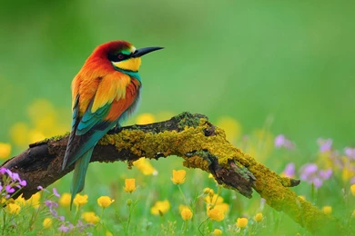 Bird Wallpapers HD   Beautiful Wallpapers Collection 2014