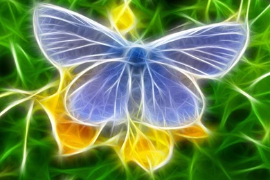 Colorful Amazing Insects HD Wallpapers With Name Free Download ...