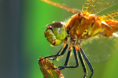 Insect HD Funny Wallpapers ~ Funny Wallpapers