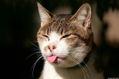 Funny Wallpapers   HD Desktop Backgrounds   Page 3