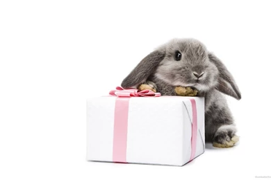 Download 1920x1080 Gray Bunny With A Present Wallpapers