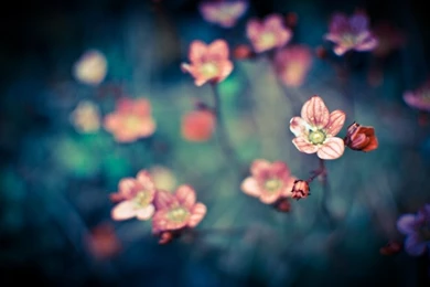 Nature,flowers Nature Flowers 1920x1200 Wallpapers – Flowers ...