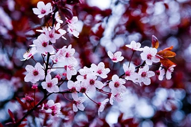 Nature,flowers Nature Flowers 1440x900 Wallpapers – Flowers ...