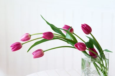 Flowers...   Beautiful Nature Wallpapers (23466509)   Fanpop