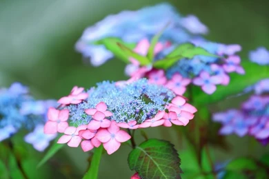 Nature Flowers Tulips White Flowers 2800x2100 Wallpapers – Nature ...