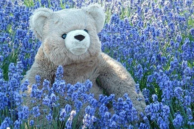 Nature Flowers Toys Plants Teddy Bear Hd Wallpapers   (