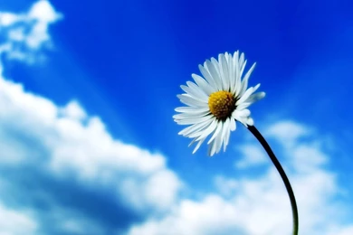 White, Flower, Blue, Sky, Flower Wallpapers, Nature Images, Plants ...