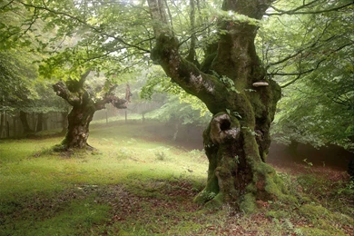 Forest Trees Fog Nature H Wallpapers