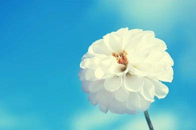 White Flowers High Resolution Wallpapers Wallpaper, Size: 1920x1080 ...