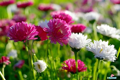 Flowers High Resolution Desktop Windows Wallpapers 012