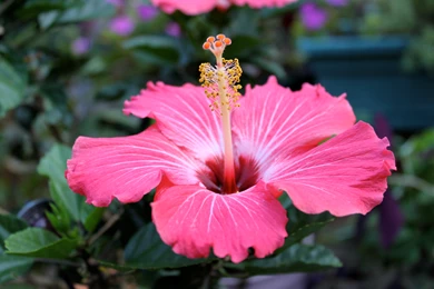 Img 0047 Same Flower High Resolution