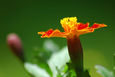 Flowers High Resolution Image Picture