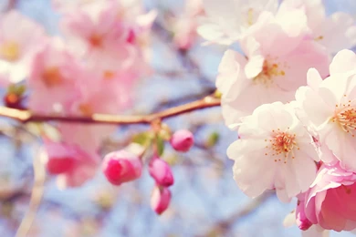 Free Download 25 Best Peach Flower HD Wallpapers 2015
