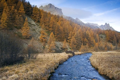 Hamster Wallpapers 10 HD Wallpaper Backgrounds