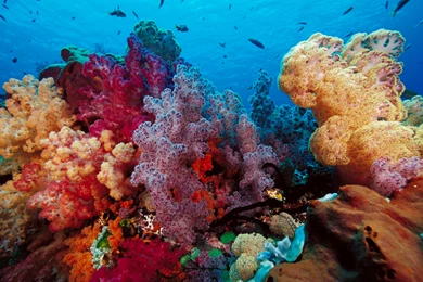 Under Sea Life Desktop Backgrounds HD 1920x1200