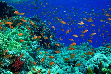 Fish Pictures Ocean Wallpapers Chapter 1   HD Animal Wallpapers