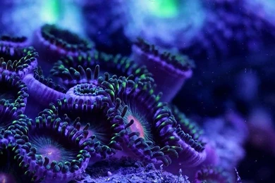 SEA LIFE Underwater Sea Ocean Art Artwork 3 d Psychedelic Coral ...