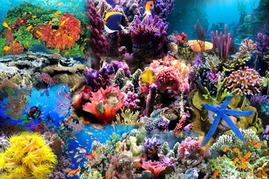 Sealife Desktop Wallpapers   Images   Tbwnz.com