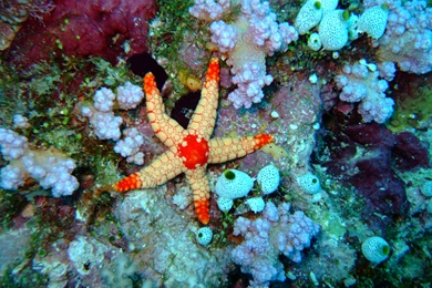 Ocean Life And Under Water Desktop Wallpapers